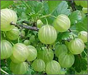 Amla