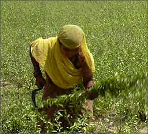 Henna cultivation