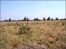 Henna Farming in India