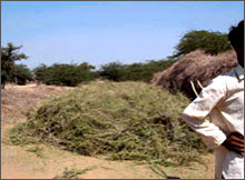 Manufacturing Process of Henna Powder